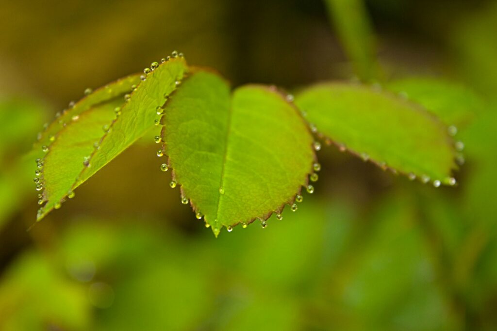 The Plant That Can Literally Eat Metal (And It&#8217;s Growing in Your Backyard)
