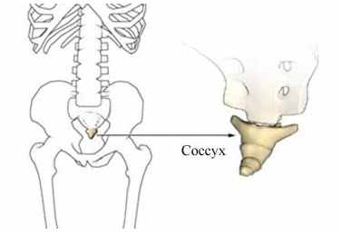 The Body Parts You Didn&#8217;t Know You Had (That Could Save Your Life)