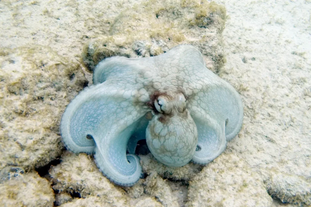 How Octopuses Became the Ocean&#8217;s Smartest Invertebrates — 25 Problem-Solving Abilities