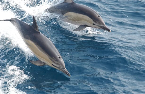 Why Dolphins Are Deliberately Teaching Their Young to Hate Humans