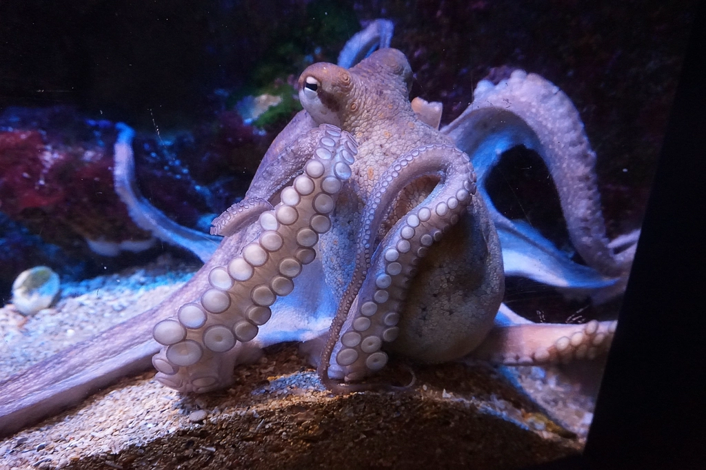 How Octopuses Became the Ocean&#8217;s Smartest Invertebrates — 25 Problem-Solving Abilities