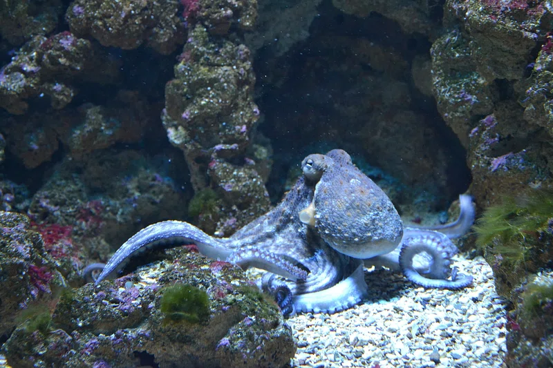 How Octopuses Became the Ocean&#8217;s Smartest Invertebrates — 25 Problem-Solving Abilities