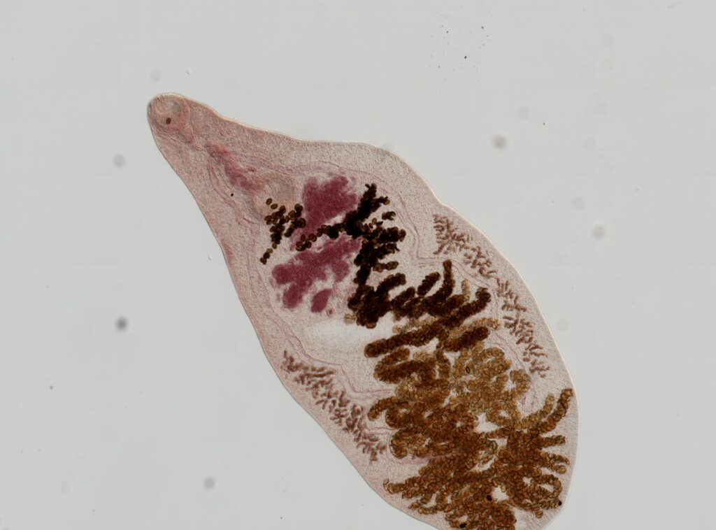 The Zombie Makers: Meet the Parasites That Control Animal Minds