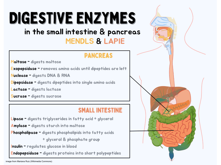 The Gut Health Revolution: How Probiotics Work Differently in Younger and Older Bodies