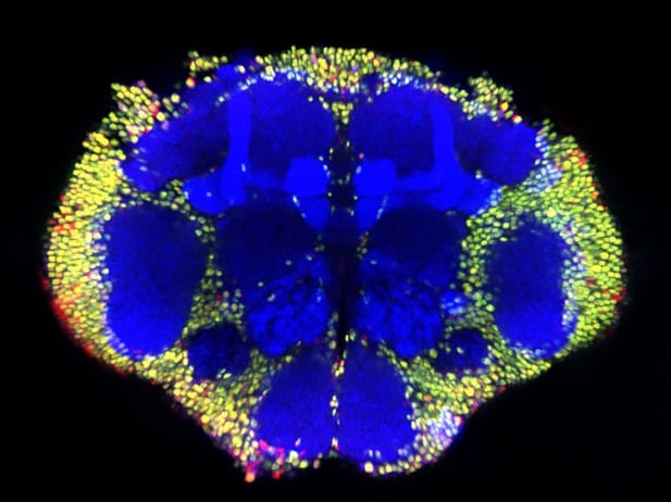 Scientists Map 140,000 Neurons in Fruit Fly Brain &#8211; Here&#8217;s What It Reveals About Human Memory