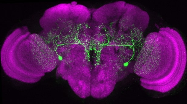 Scientists Map 140,000 Neurons in Fruit Fly Brain &#8211; Here&#8217;s What It Reveals About Human Memory