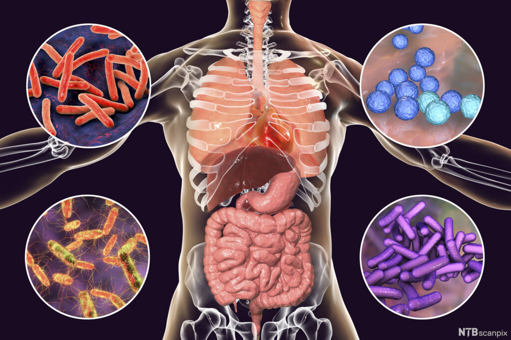 The Gut Health Revolution: How Probiotics Work Differently in Younger and Older Bodies