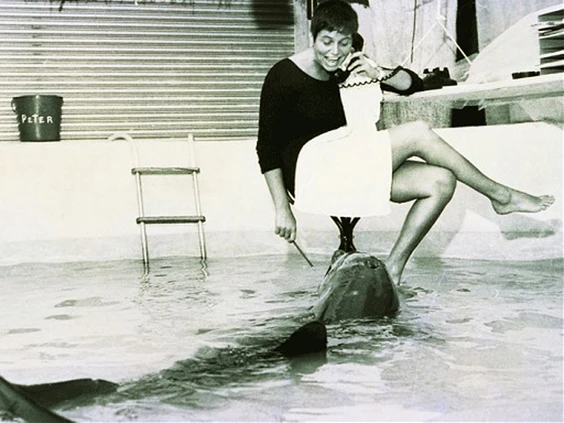 Scientists Who Taught Dolphins to Speak English (and It Got Really Weird)