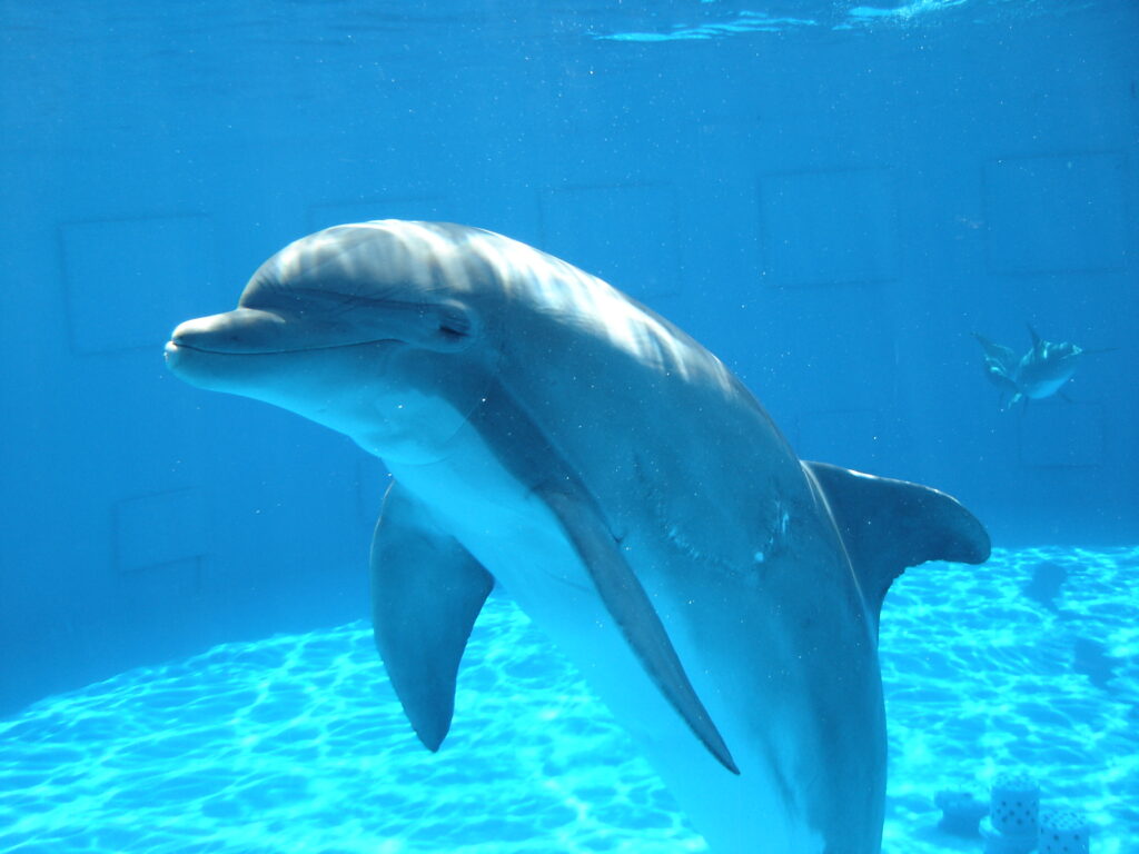 Scientists Who Taught Dolphins to Speak English (and It Got Really Weird)