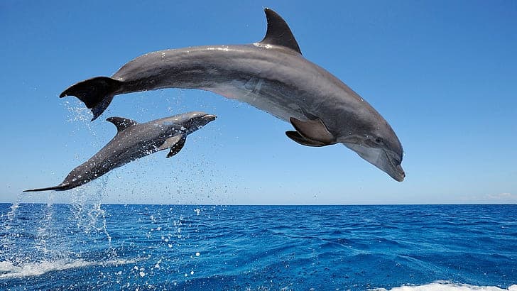 Why Dolphins Are Deliberately Teaching Their Young to Hate Humans