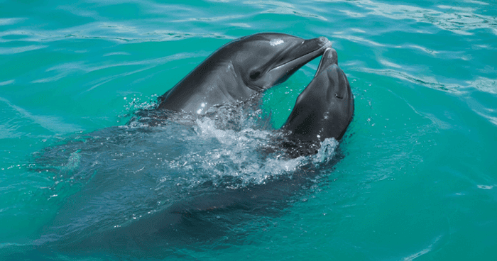 Why Dolphins Are Deliberately Teaching Their Young to Hate Humans