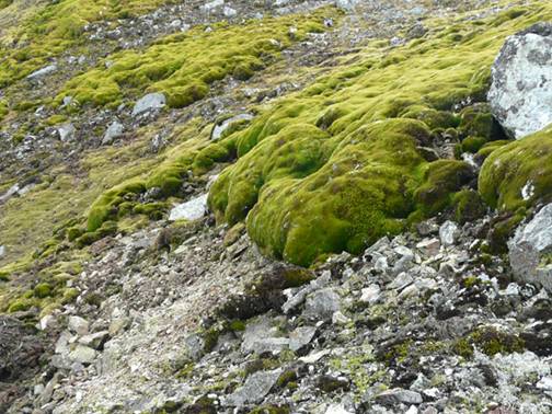 Climate Science Research Reveals Antarctic Greening Signals Rapid Ecosystem Disruption and Climate Tipping Points