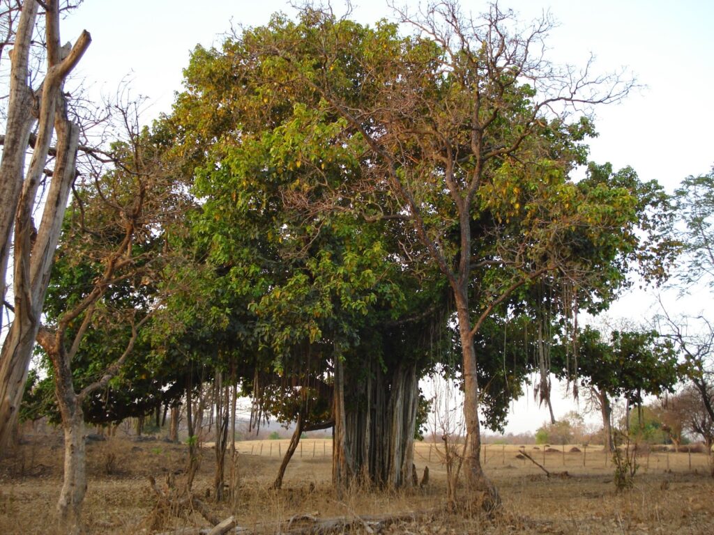 The Climate Solution Hiding in Plain Sight: Trees That Eat CO2 and Poop Out Rocks