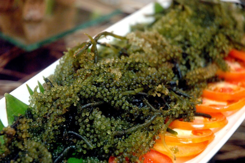 How Seaweed Farming Could Feed the World After Nuclear War