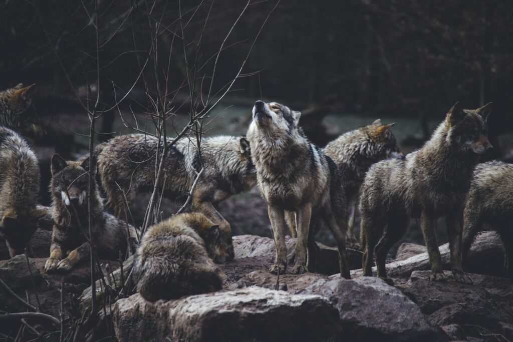 I Followed Wolves for 5 Years—They&#8217;re Planning Something We Can&#8217;t Understand