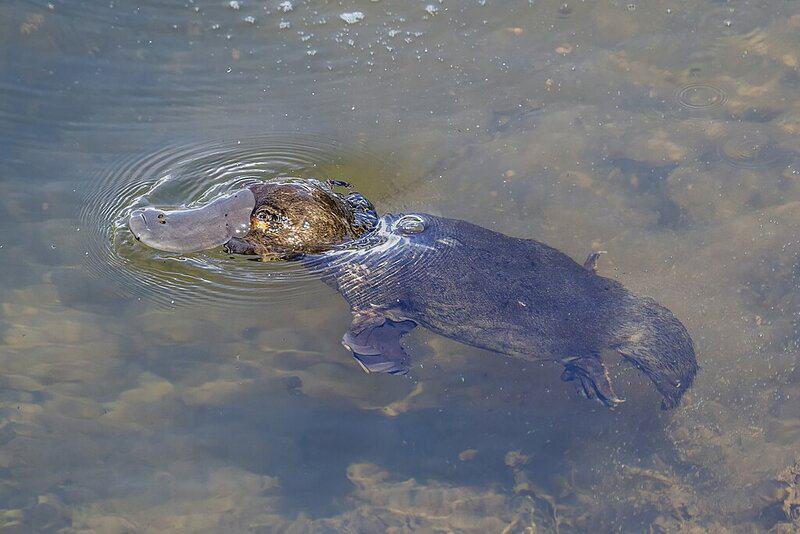 15 Animals That Evolved in the Weirdest Ways