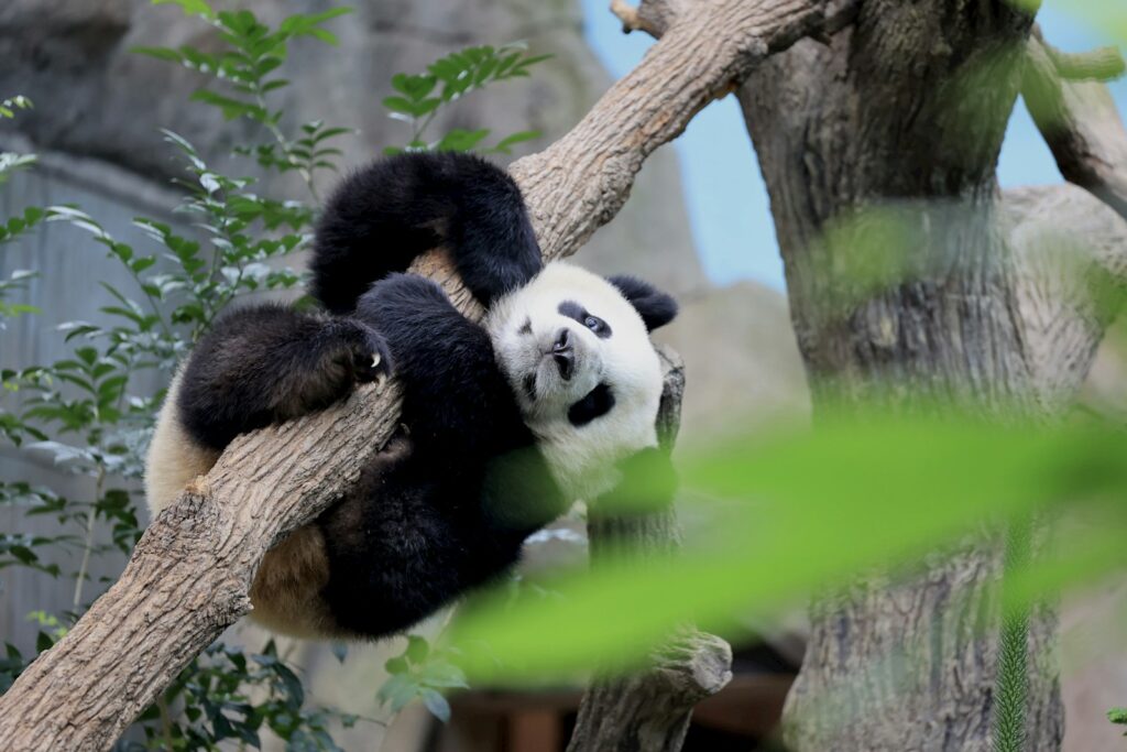 Giant Panda Stem Cells Could Save Endangered Species &#8211; Lab-Grown Conservation