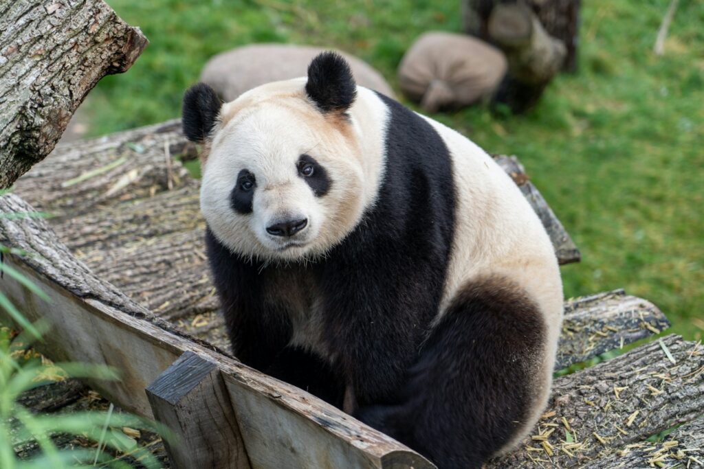 Giant Panda Stem Cells Could Save Endangered Species &#8211; Lab-Grown Conservation