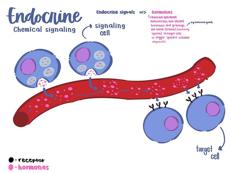 15 Ancient Traits You Still Have From the First Living Cells