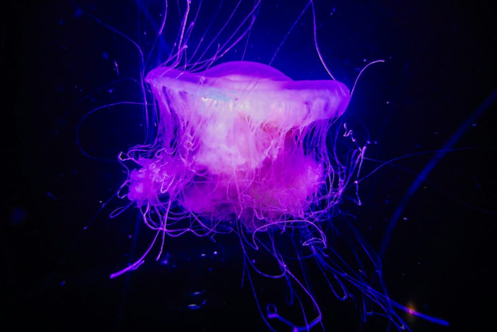 Scientists Discover Immortal Jellyfish That Reverses Aging Process
