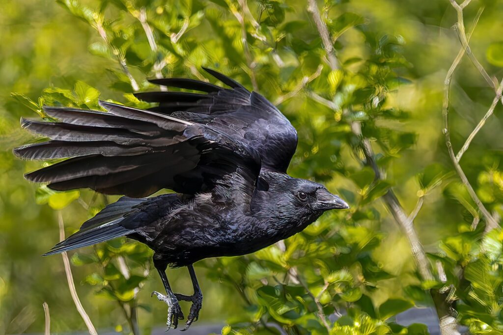 These Crows That Hold 25-Year Grudges and Pass Their Hatred Down Through Generations