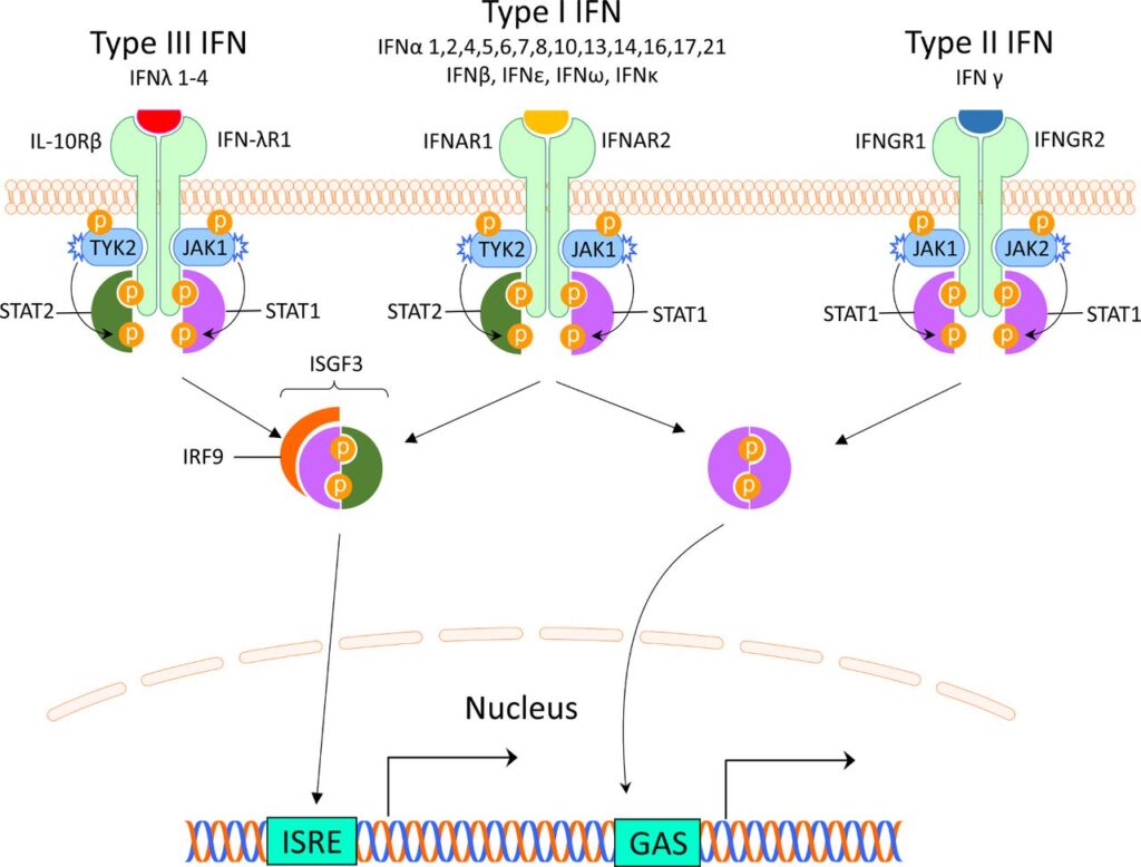 Northwestern Scientists Find the &#8216;Off Switch&#8217; for Lupus Hidden in Human DNA