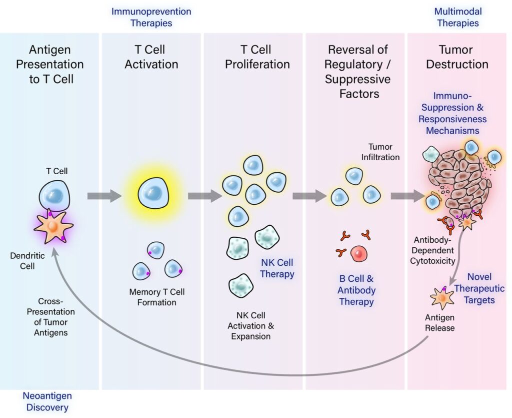 How Long Do Human Cells Actually Live? Your Body Replaces Itself Constantly
