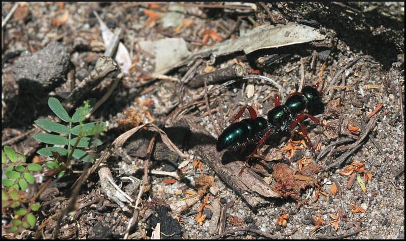 Scientists Just Discovered Blue Ants- and They Are Incredibly Rare