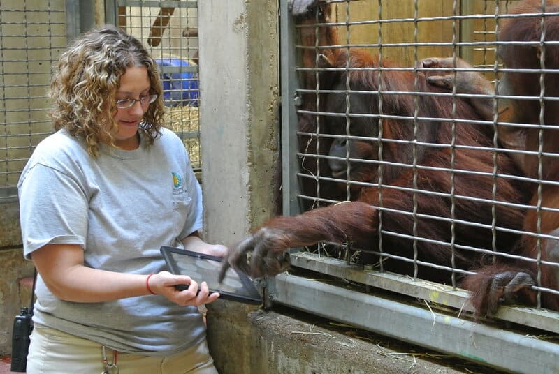 Wild Orangutans Show Communication Complexity Thought to Be Uniquely Human