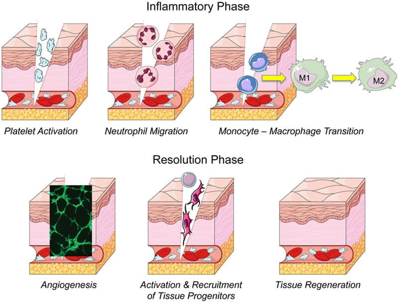How Long Do Human Cells Actually Live? Your Body Replaces Itself Constantly
