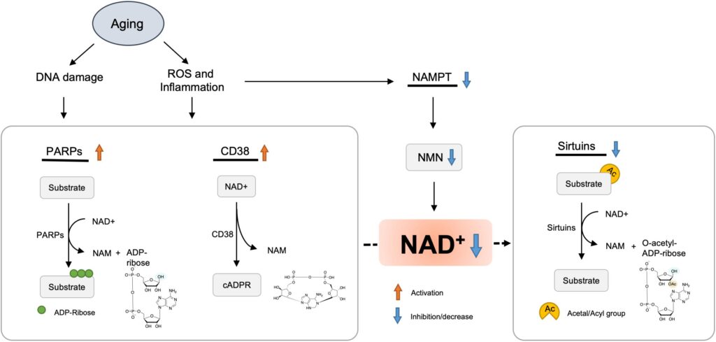 The Fountain of Youth Is Real: Inside the $6.4 Billion Quest to Reverse Human Aging