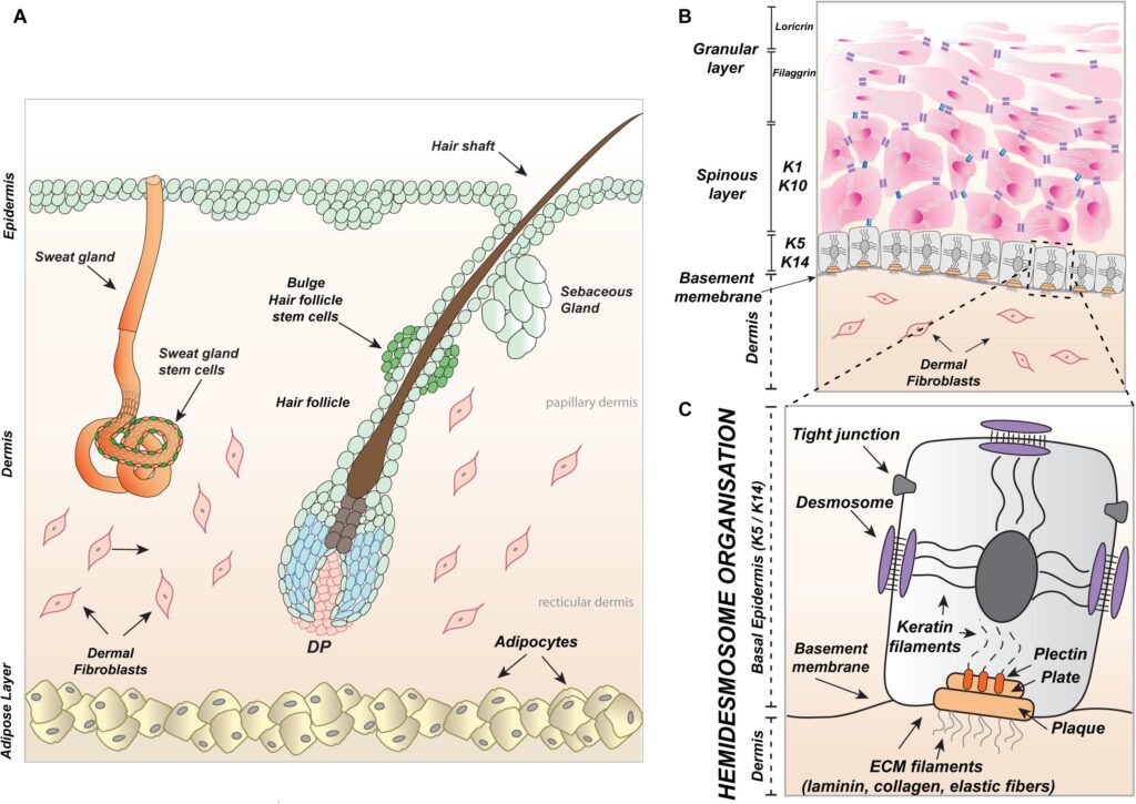 How Long Do Human Cells Actually Live? Your Body Replaces Itself Constantly