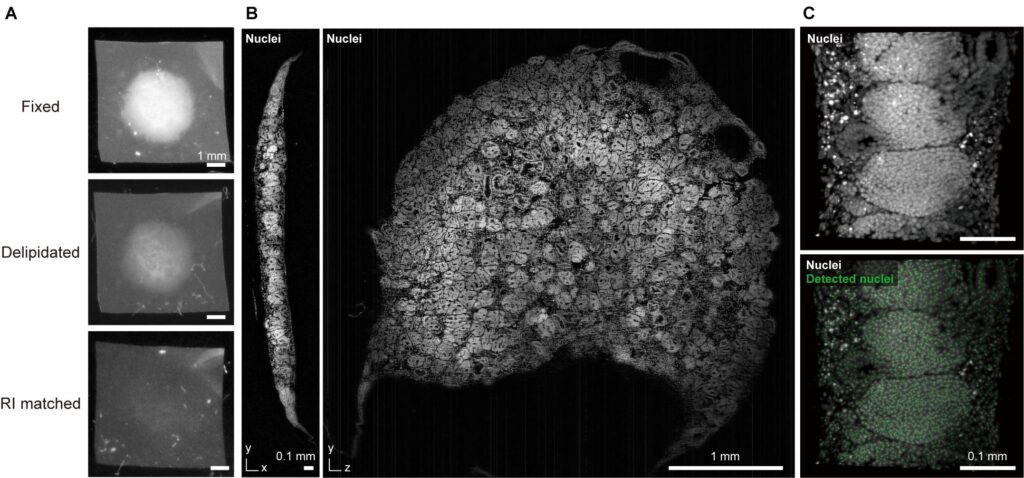 Stanford Team Makes Living Skin Transparent Using Doritos Ingredient