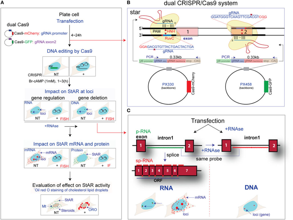 Researchers Discover CRISPR Gene-Editing System in Bacterial Immune Systems