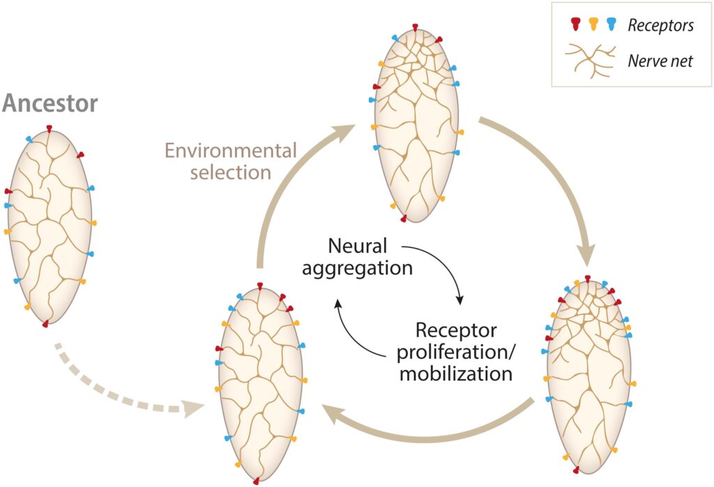 Scientists Map 140,000 Neurons in Fruit Fly Brain &#8211; Here&#8217;s What It Reveals About Human Memory