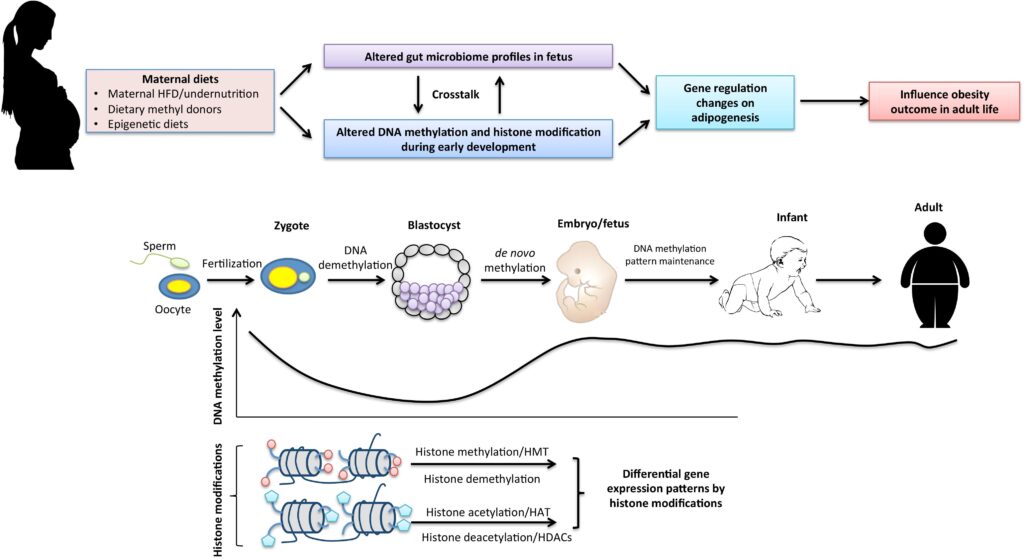 I Study Identical Twins—What I&#8217;ve Discovered About DNA Will Disturb You