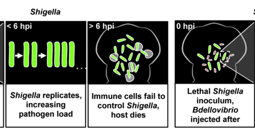 The Microscopic Vampire That Could Cure Candida Infections