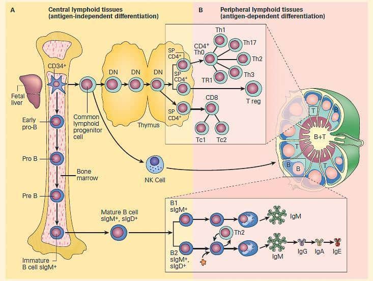 Why Some People Never Get Sick—The Genetic Lottery That Creates Super Immune Systems