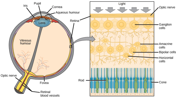 How Long Do Human Cells Actually Live? Your Body Replaces Itself Constantly