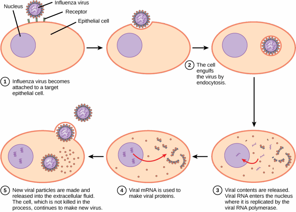 The Virus Living in Your Body Right Now That&#8217;s Actually Keeping You Alive