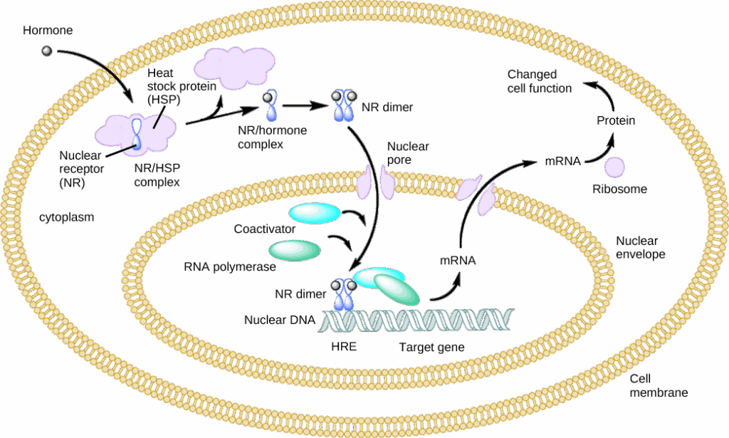 Your Gut Bacteria Might Be Controlling Your Depression &#8211; New Research Find