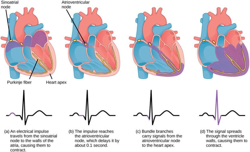 Scientists Discovered a &#8220;Second Brain&#8221; in Your Heart—And It Remembers Everything