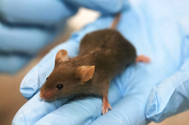 Do Mice Have Hearts of Gold? Studies Show They Can Be “Good Samaritans”