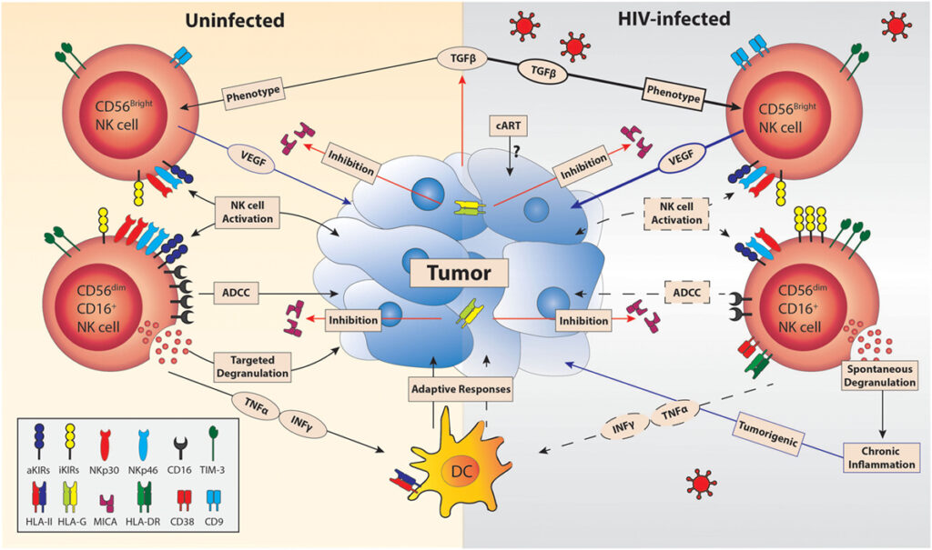 Why Some People Never Get Sick—The Genetic Lottery That Creates Super Immune Systems