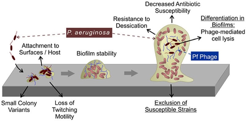The Virus Living in Your Body Right Now That&#8217;s Actually Keeping You Alive