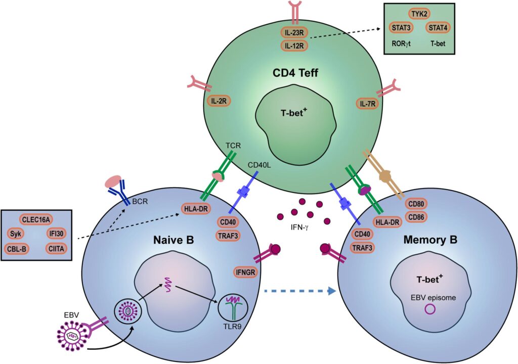 Northwestern Scientists Find the &#8216;Off Switch&#8217; for Lupus Hidden in Human DNA