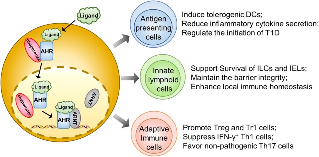 Northwestern Scientists Find the &#8216;Off Switch&#8217; for Lupus Hidden in Human DNA