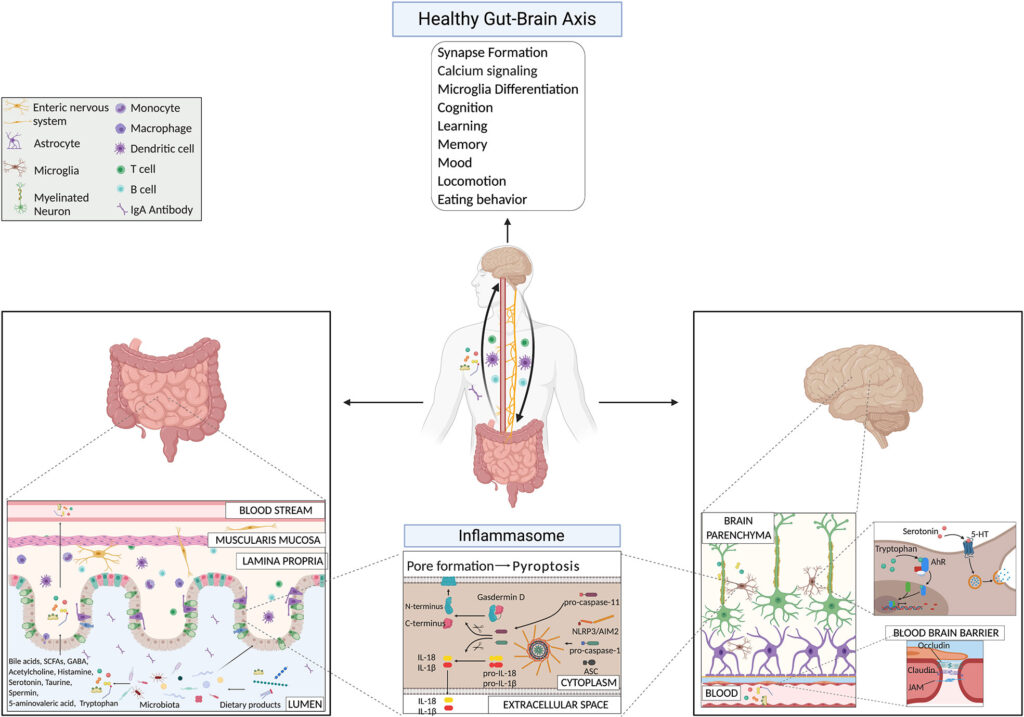 Your Gut Bacteria Might Be Controlling Your Depression &#8211; New Research Find