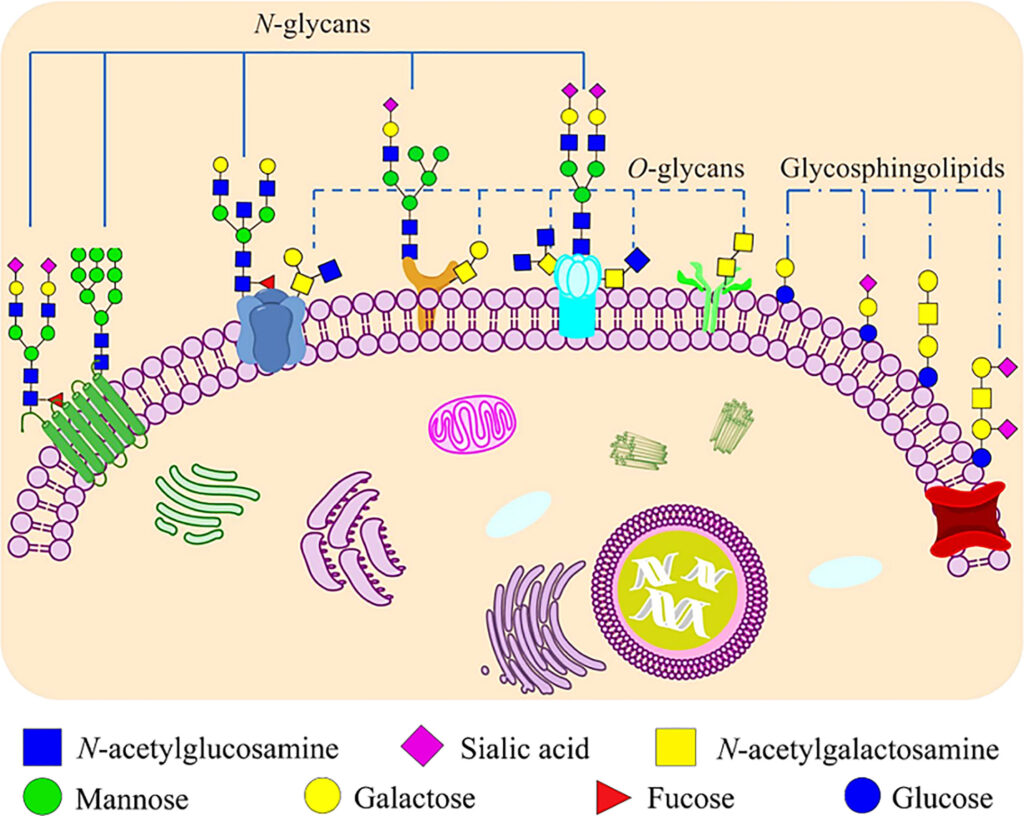 Sea Cucumbers Contain Unique Sugar That Blocks Cancer-Spreading Enzyme Sulf-2