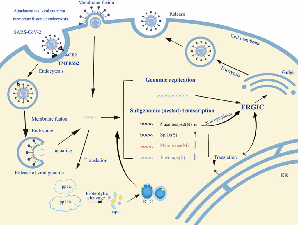 Sea Cucumbers Contain Unique Sugar That Blocks Cancer-Spreading Enzyme Sulf-2